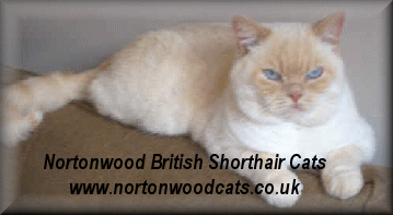 notonwoodbanner.gif (42103 bytes)